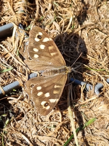 Speckled Wood