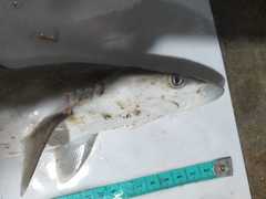 Rhizoprionodon oligolinx