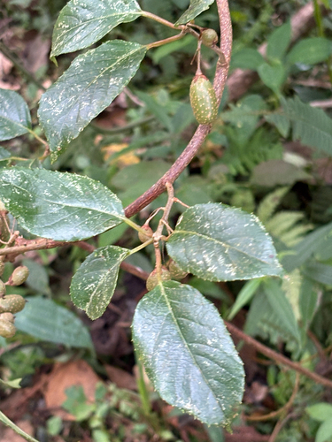 Actinidia callosa observed 2026-10-04