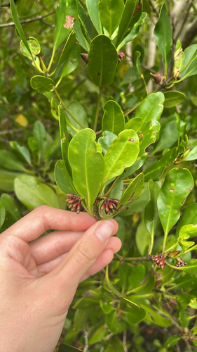 Ceriops australis observed 2026-10-04
