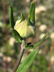 Monardella hypoleuca hypoleuca