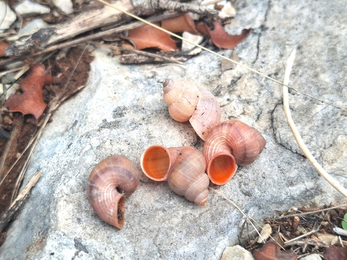 Cyclostoma sulcatum, 2026-10-04