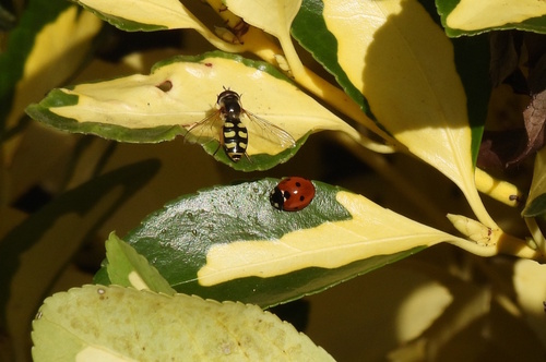 Seven-spotted Lady Beetle