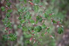 Rosa sericea
