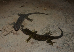 Gekko smithii