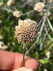 Monardella hypoleuca hypoleuca