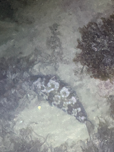 Epinephelus coioides observed 2026-10-04