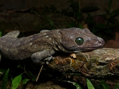 Gekko smithii