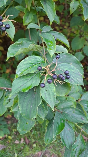 common dogwood