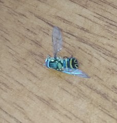 Allograpta neotropica