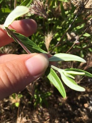 Monardella hypoleuca hypoleuca