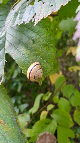 Brown-lipped Snail