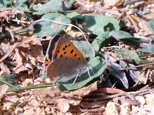 Small Copper