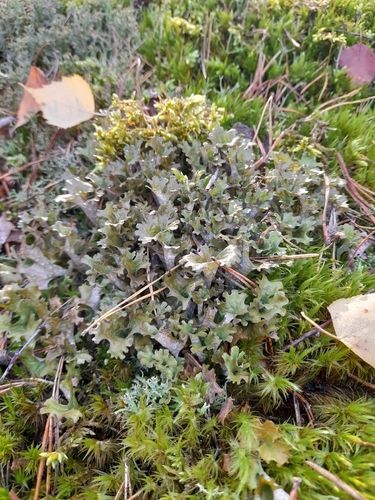 Iceland Lichen