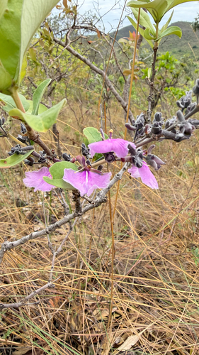 Qualea parviflora