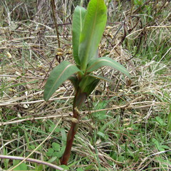 Euphorbia griffithii