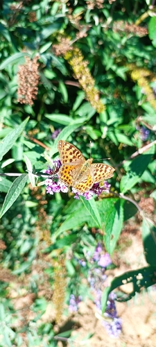 Queen of Spain Fritillary
