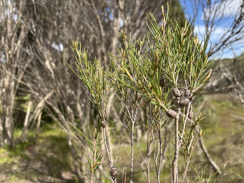 Melaleuca uncinata observed 2026-10-04
