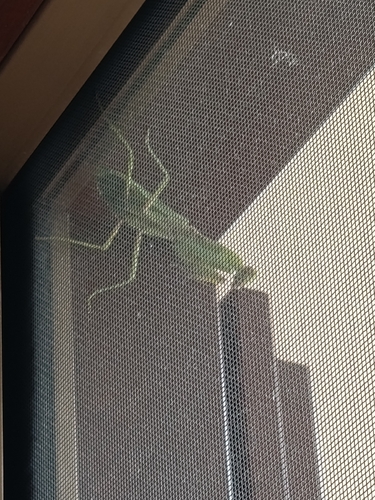 Transcaucasian Giant Mantis