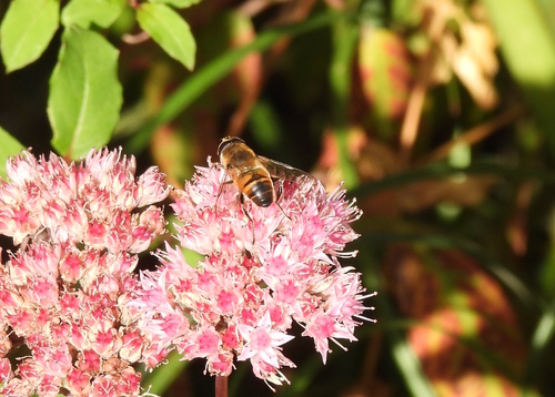 Common Drone Fly