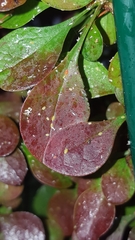 Liosomaphis berberidis