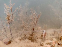 Cratena pawarshindeorum