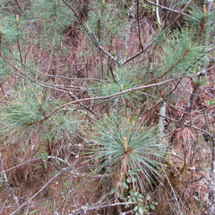 Pinus wallichiana