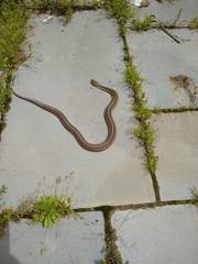 Thamnophis sirtalis