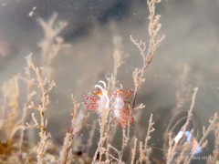 Cratena pawarshindeorum