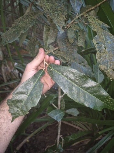 Heritiera littoralis observed 2026-10-03