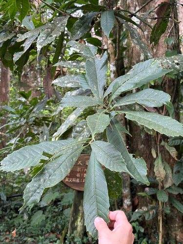Lithocarpus kawakamii (Lithocarpus kawakamii)