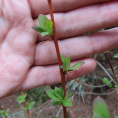 Berberis angulosa