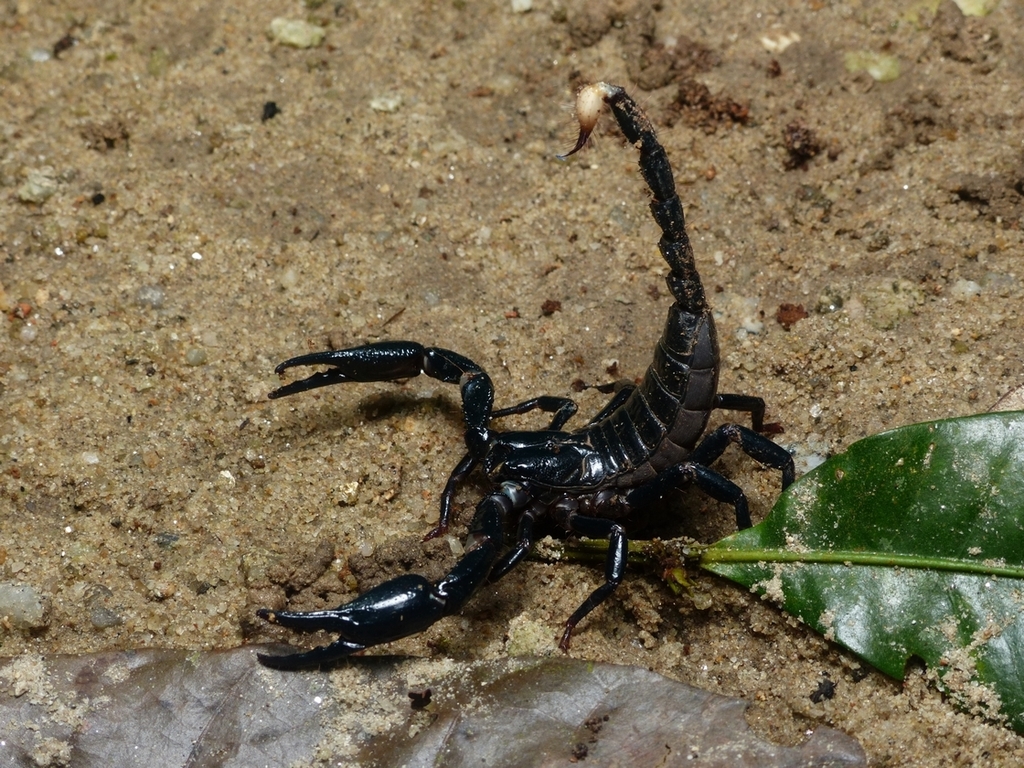 Giant Blue Scorpion from Ulu Yam, 48200 Batang Kali, Selangor, Malaysia ...