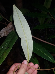 Virola allenii