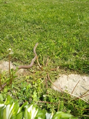 Thamnophis sirtalis