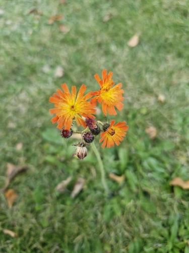 orange hawkweed