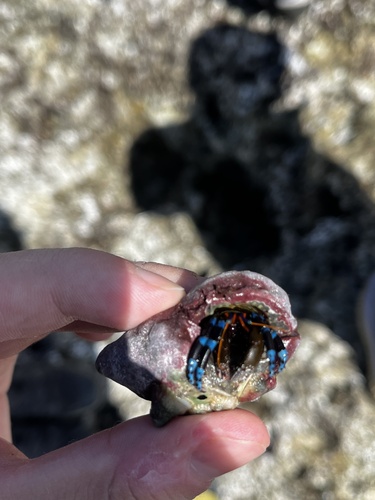 Calcinus elegans observed 2026-10-04