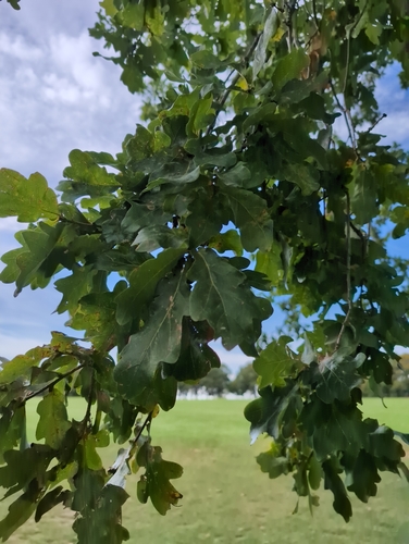 English oak