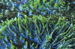 Scleropodium obtusifolium