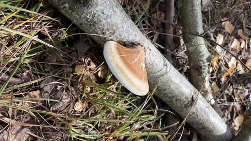 birch polypore