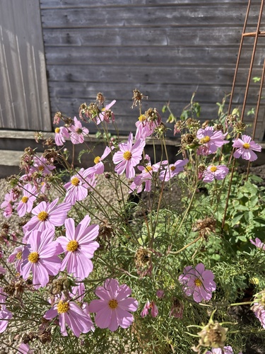 garden cosmos