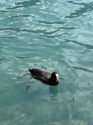 Common Coot