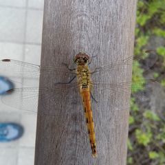 Sympetrum depressiusculum