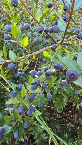 myrtle