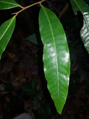 Virola allenii