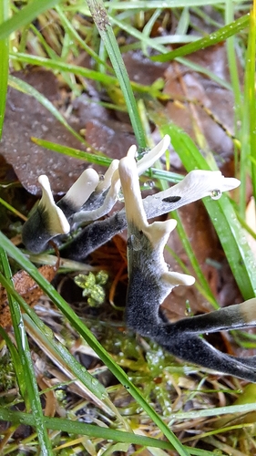 Candlesnuff Fungus