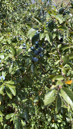 Blackthorn