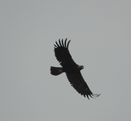 Águila imperial ibérica (Aquila adalberti)