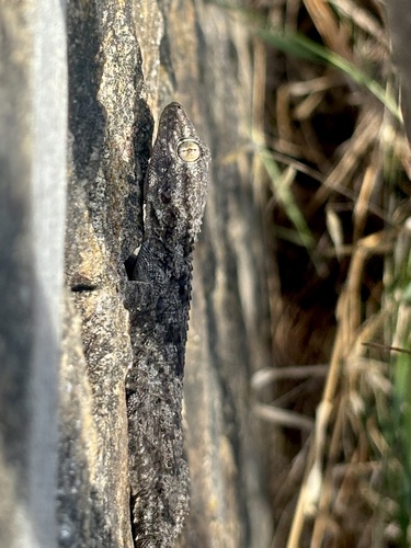 Moorish Gecko