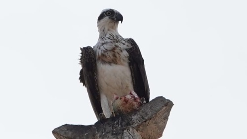 Osprey